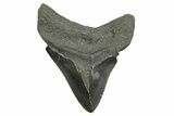 Serrated, Fossil Megalodon Tooth - South Carolina #368415-1